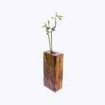 Delray Plants